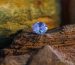 Birthstone for September